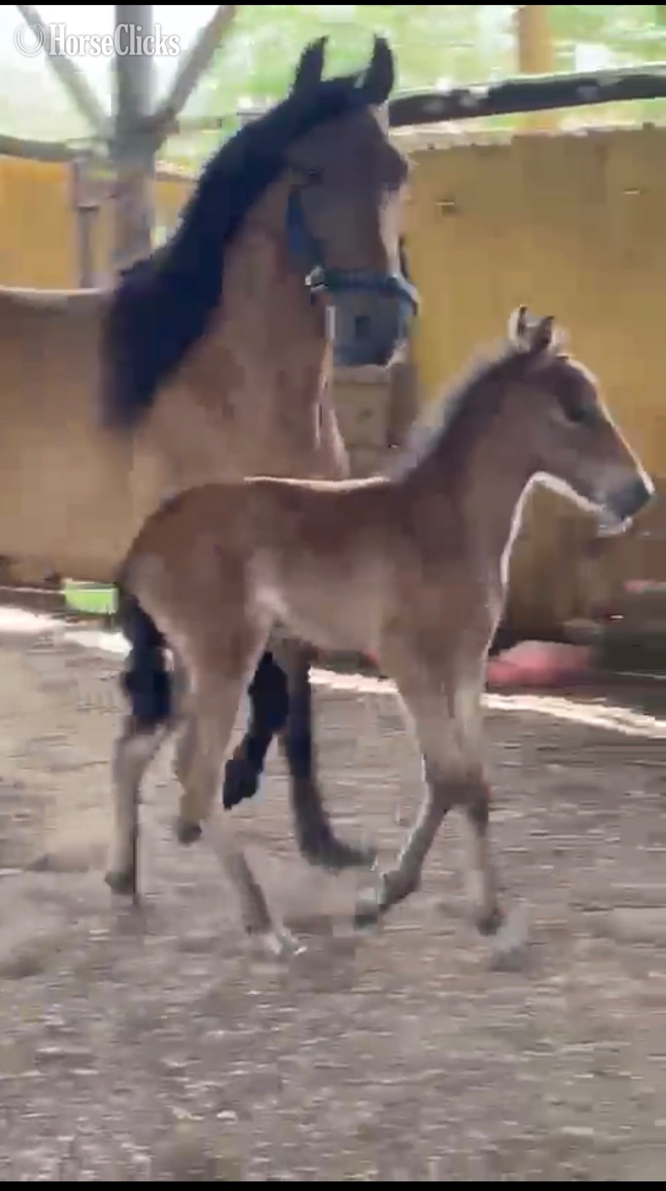 Florida "Krytonita del Paso" Bay Mare Paso Fino