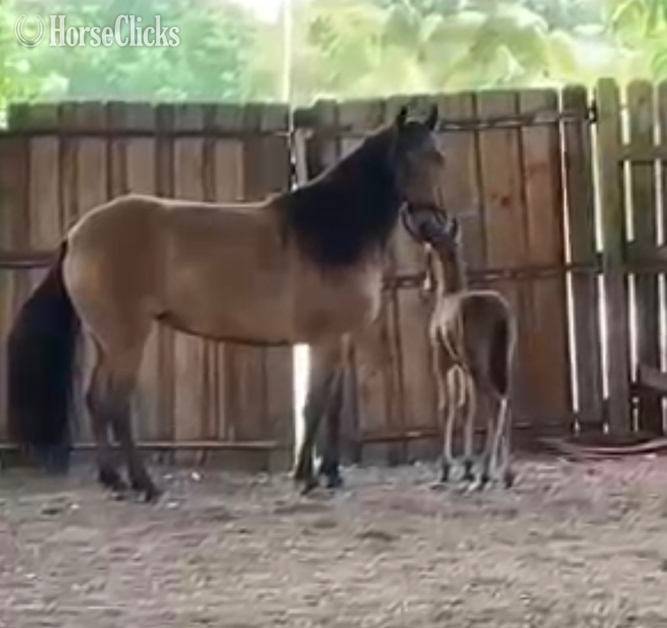 "Krytonita del Paso" Bay Mare Paso Fino - Paso Fino in Florida