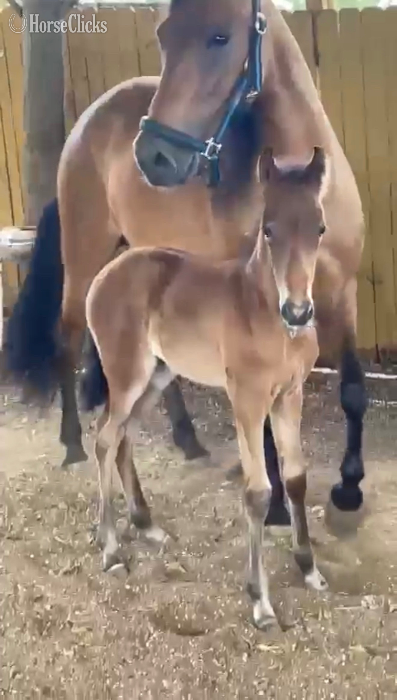 "Krytonita del Paso" Bay Mare Paso Fino - Paso Fino
