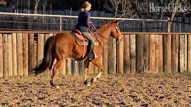 Texas "Koda" Bay Gelding Quarter Horse