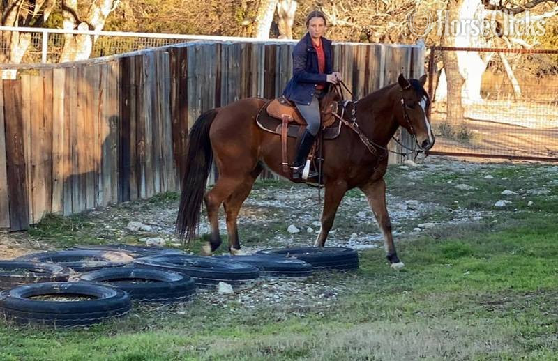 "Koda" Bay Gelding Quarter Horse - Quarter Horse in Texas