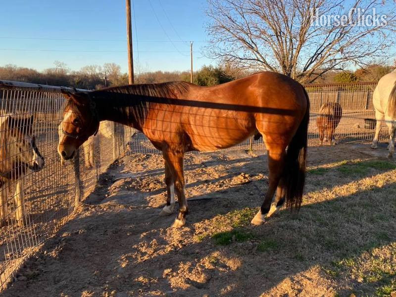 "Koda" Bay Gelding Quarter Horse in Texas