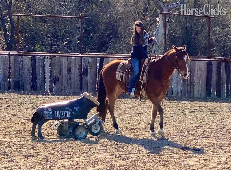 "Koda" Bay Gelding Quarter Horse - Quarter Horse