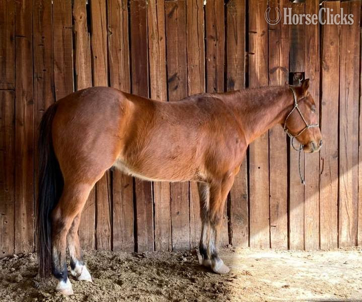 "Koda" Bay Gelding Quarter Horse Texas