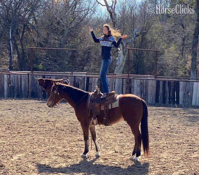 Quarter Horse - "Koda" Bay Gelding Quarter Horse in Texas