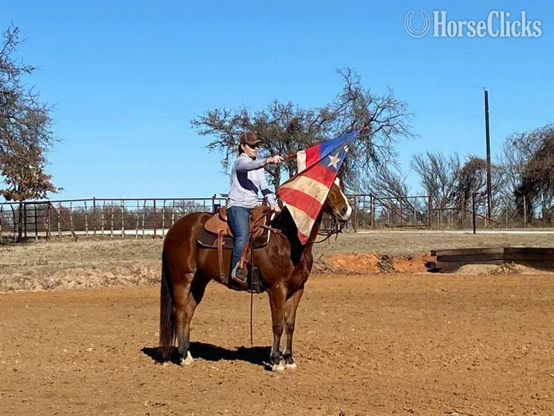 Quarter Horse - "Koda" Bay Gelding Quarter Horse