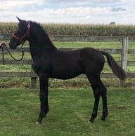 "" Black Stallion Friesian in Indiana