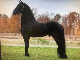 "" Black Stallion Friesian - Friesian in Indiana