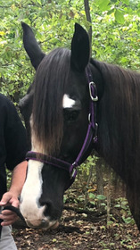 "" Black Stallion Friesian - Friesian