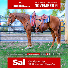 Barrel Racing Horses for sale in Minnesota | HorseClicks