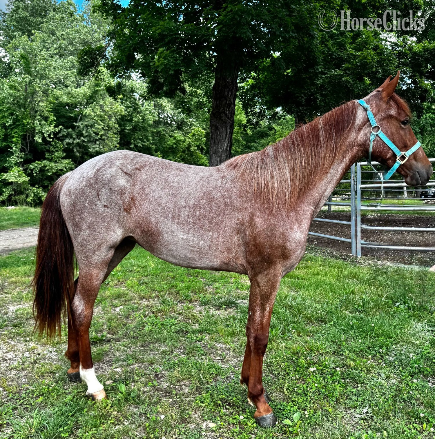 "Monte's Princess Tiger Lilly" Red Roan Filly Missouri Fox Trotter in Missouri