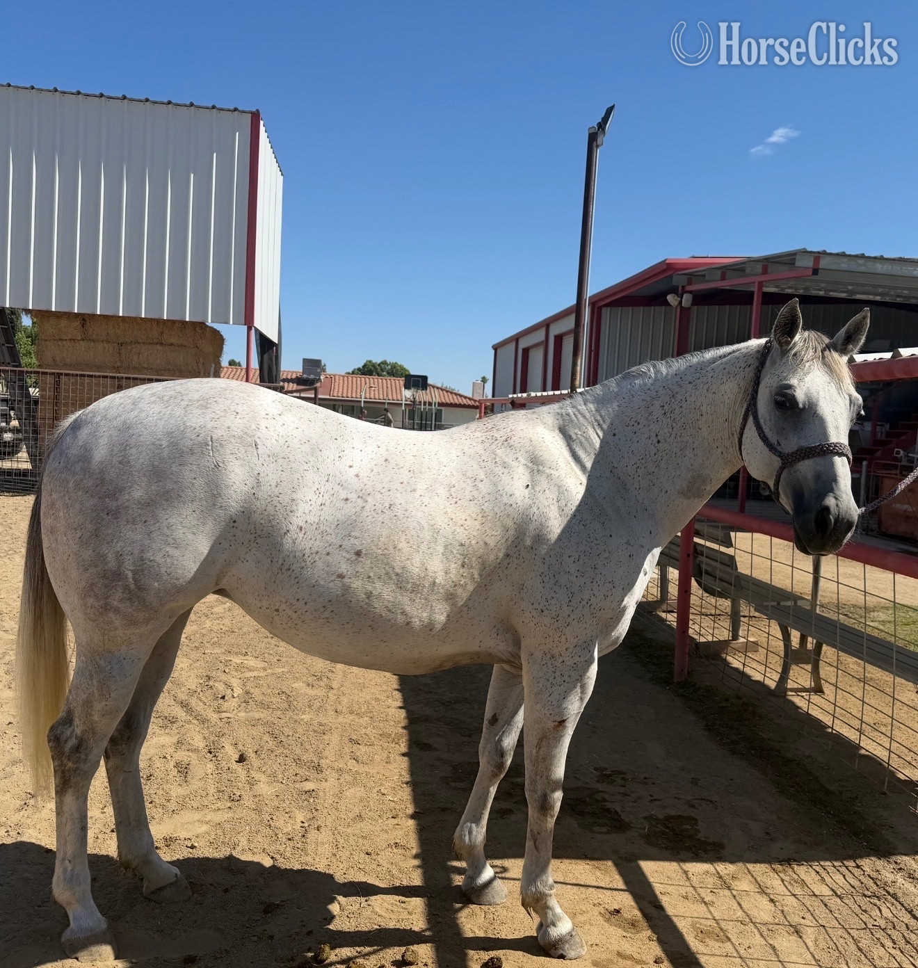"Katniss" Grey Mare Quarter Horse in California