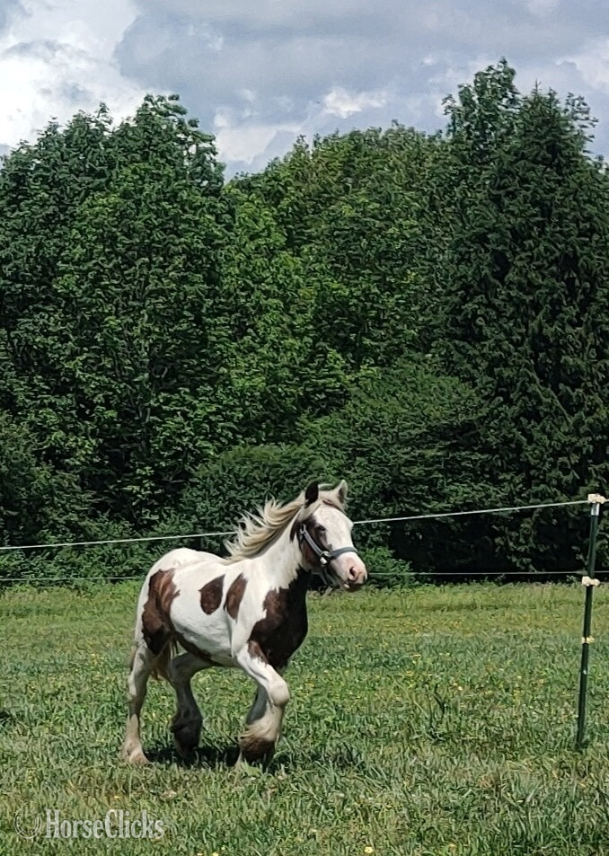 "Brown Betty Bambalam" Tabiano Filly Gypsy Vanner in New York