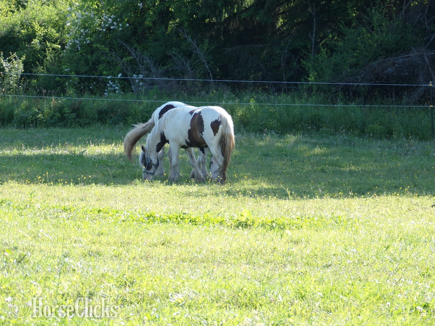 "Brown Betty Bambalam" Tabiano Filly Gypsy Vanner