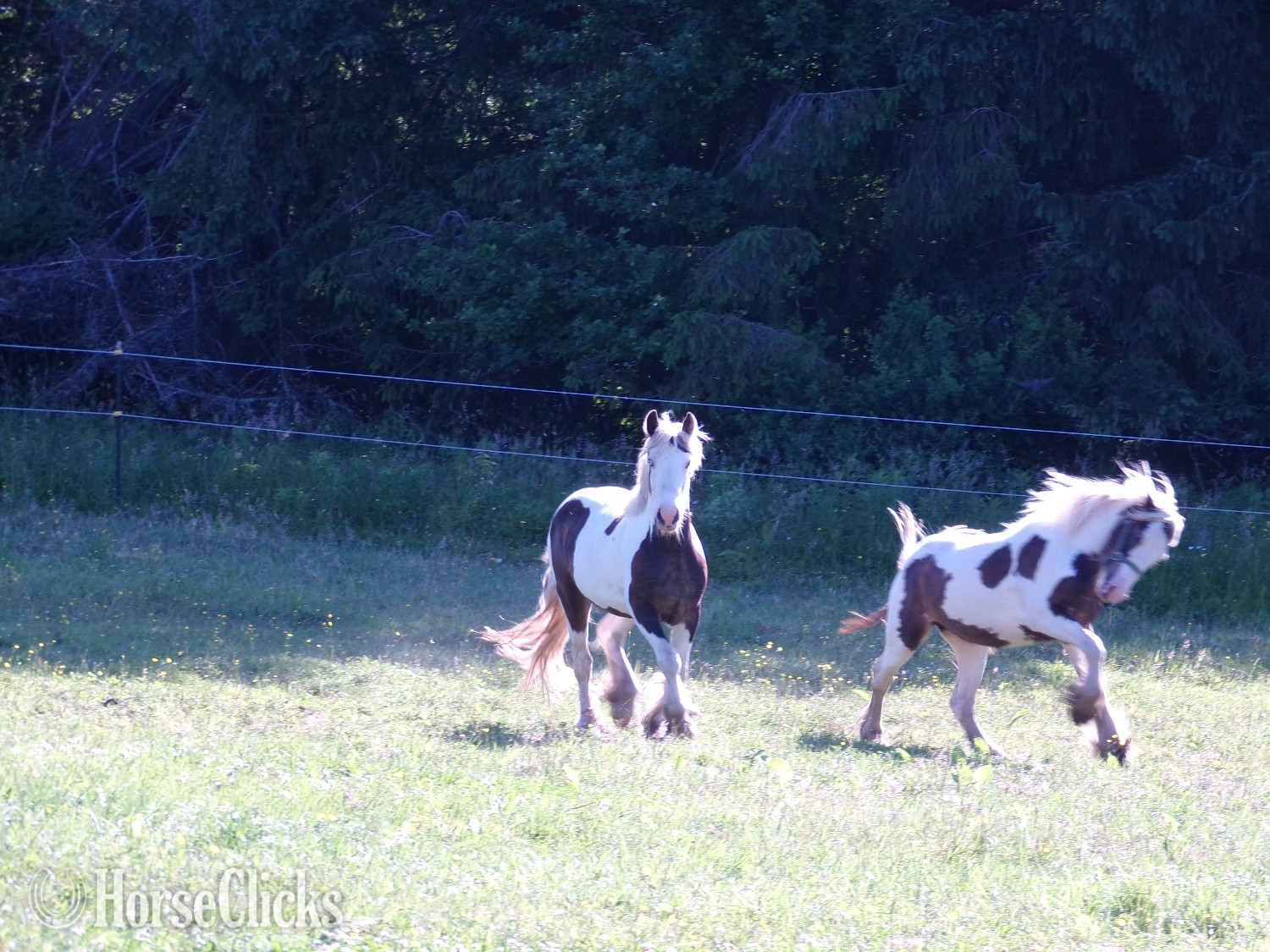 New York "Brown Betty Bambalam" Tabiano Filly Gypsy Vanner