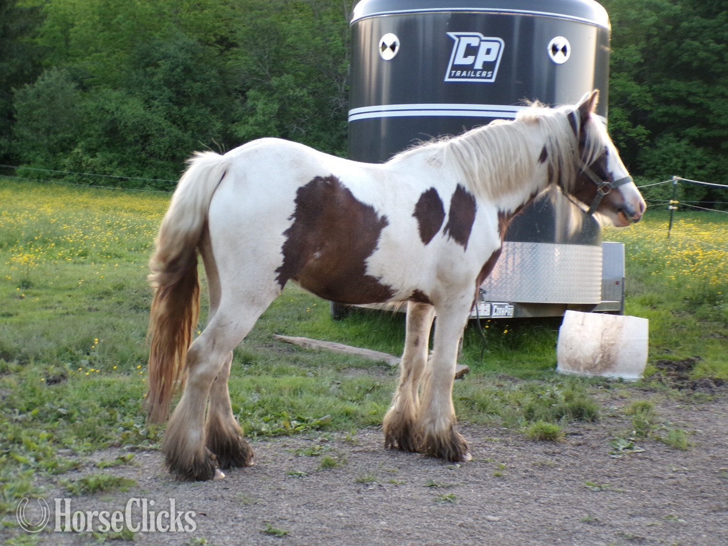 "Brown Betty Bambalam" Tabiano Filly Gypsy Vanner - Gypsy Vanner in New York