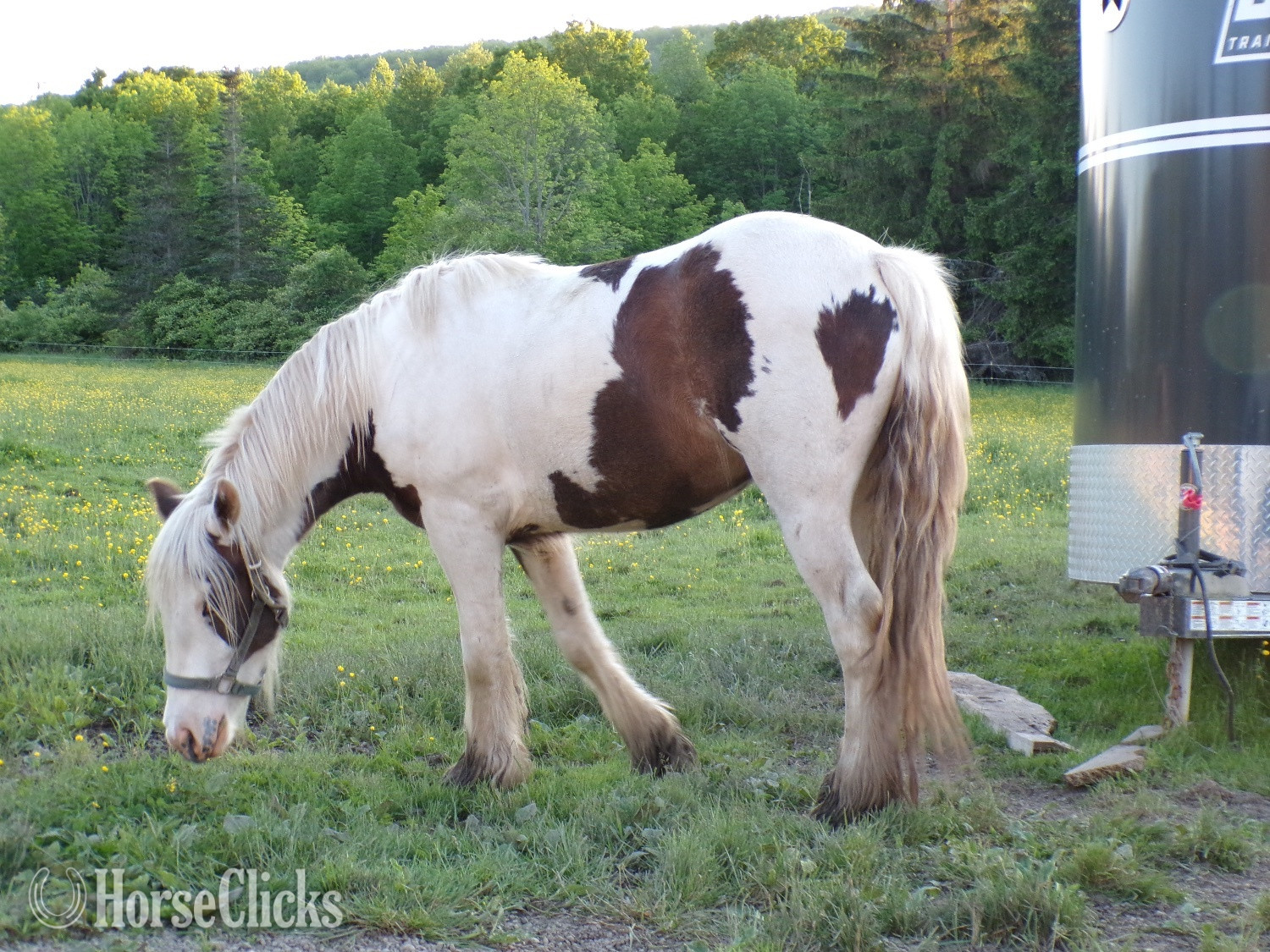 "Brown Betty Bambalam" Tabiano Filly Gypsy Vanner - Gypsy Vanner