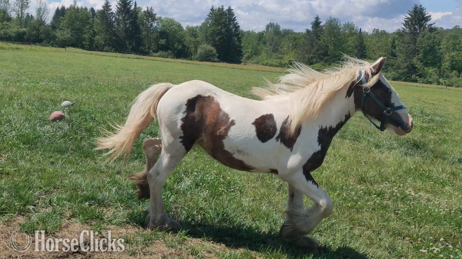"Brown Betty Bambalam" Tabiano Filly Gypsy Vanner New York