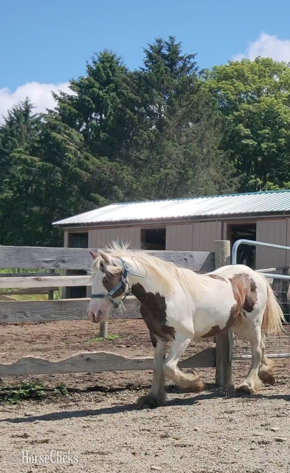 Gypsy Vanner - "Brown Betty Bambalam" Tabiano Filly Gypsy Vanner in New York