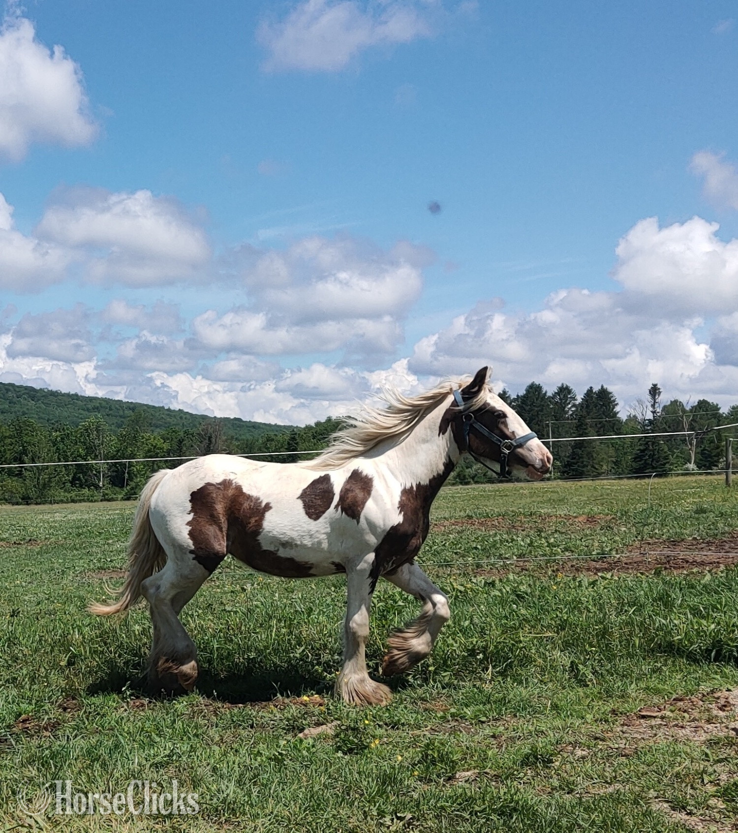 Gypsy Vanner - "Brown Betty Bambalam" Tabiano Filly Gypsy Vanner