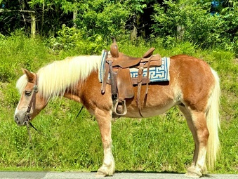"Amber" Mare Haflinger