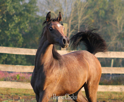 "Giselle pma" Bay Mare Arabian in Pennsylvania