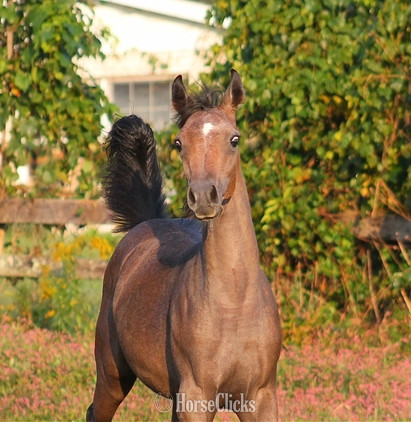 "Giselle pma" Bay Mare Arabian