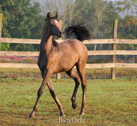 Pennsylvania "Giselle pma" Bay Mare Arabian