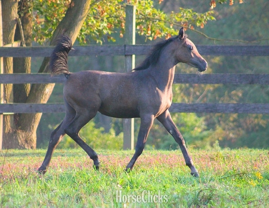 "Giselle pma" Bay Mare Arabian - Arabian in Pennsylvania