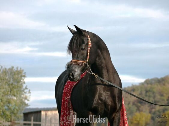 "Giselle pma" Bay Mare Arabian - Arabian