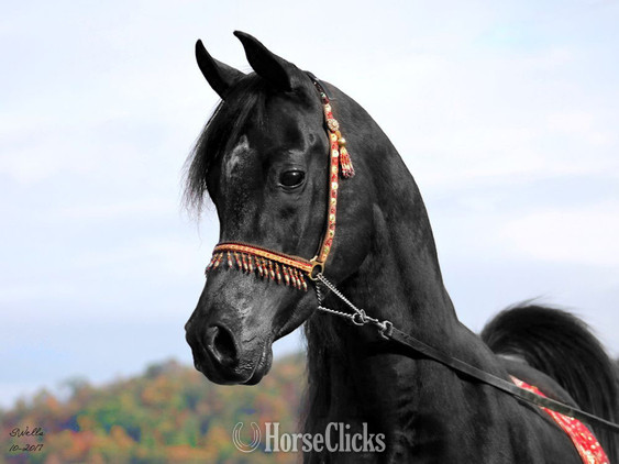 "Giselle pma" Bay Mare Arabian Pennsylvania