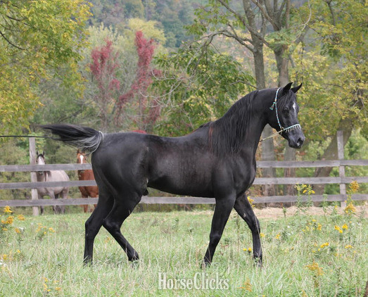 Arabian - "Giselle pma" Bay Mare Arabian in Pennsylvania