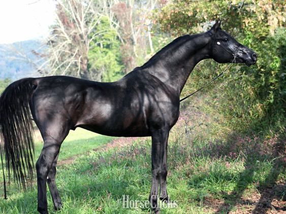 Arabian - "Giselle pma" Bay Mare Arabian