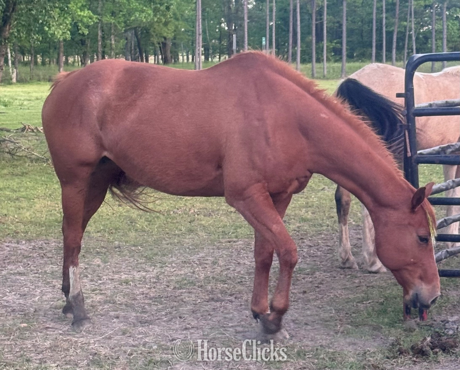 "June" Sorrel Mare Quarter Horse in Georgia