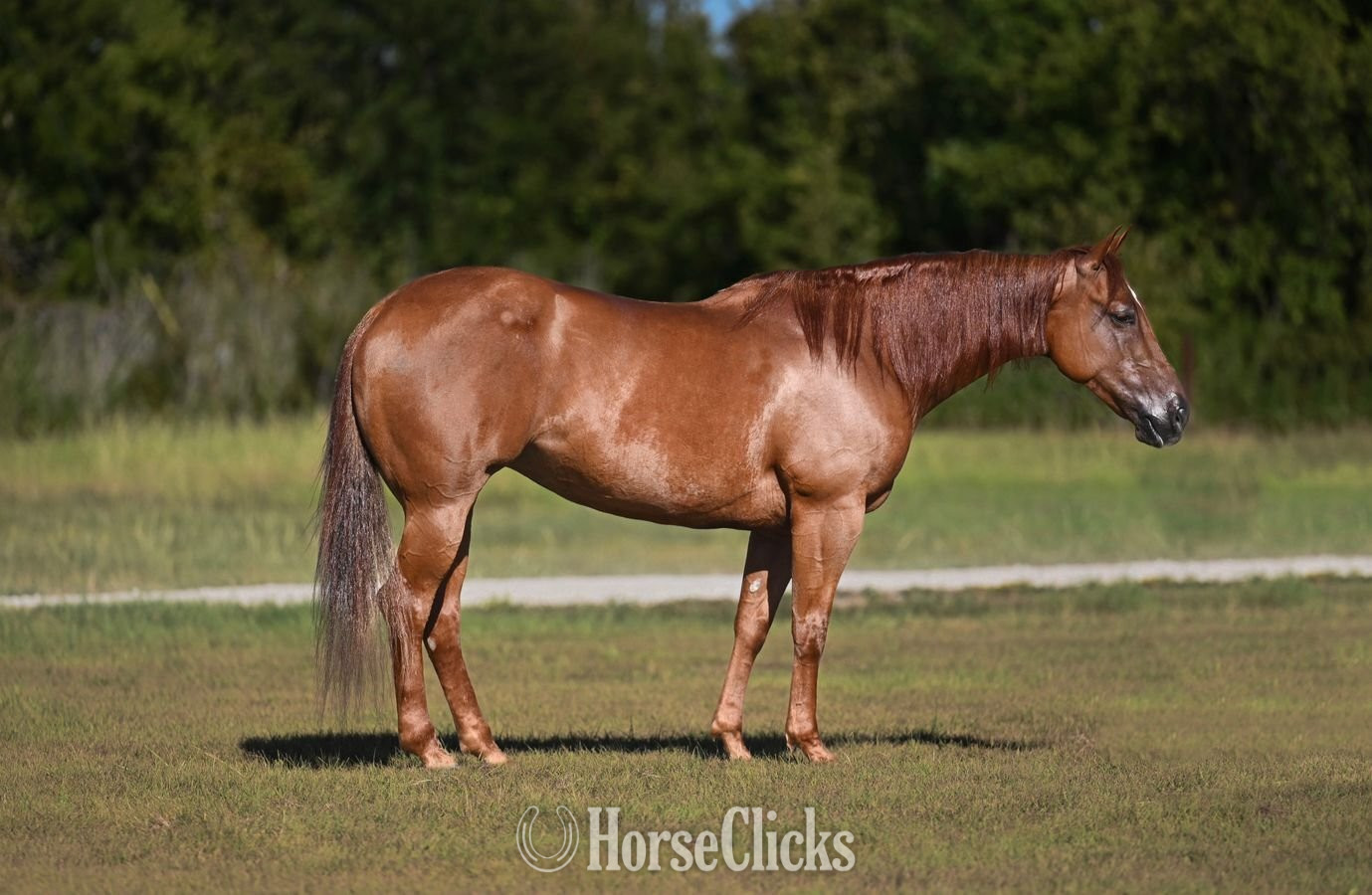 "Mary " Sorrel Mare Quarter Horse in Texas