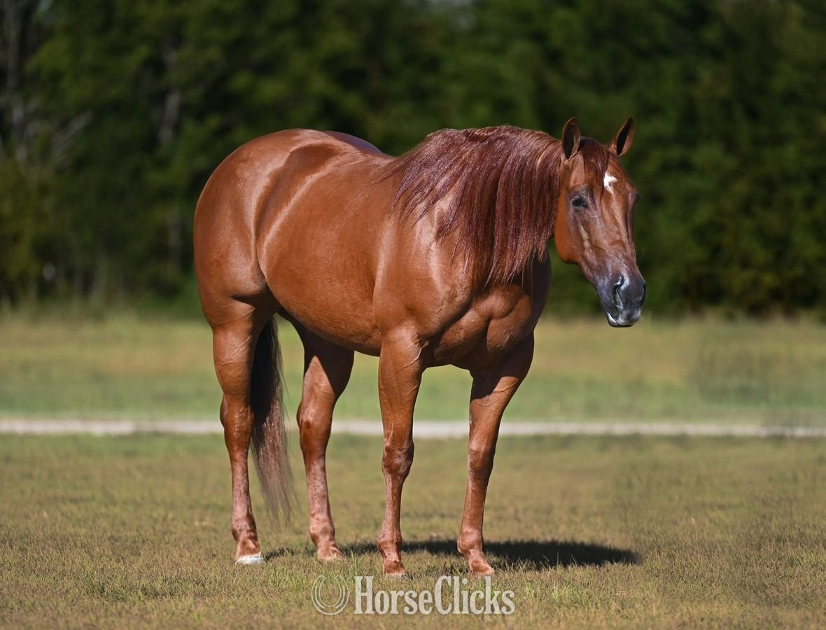 "Mary " Sorrel Mare Quarter Horse