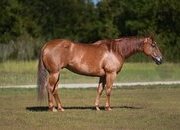 "Mary " Sorrel Mare Quarter Horse