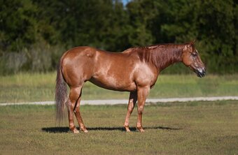 "Mary " Sorrel Mare Quarter Horse