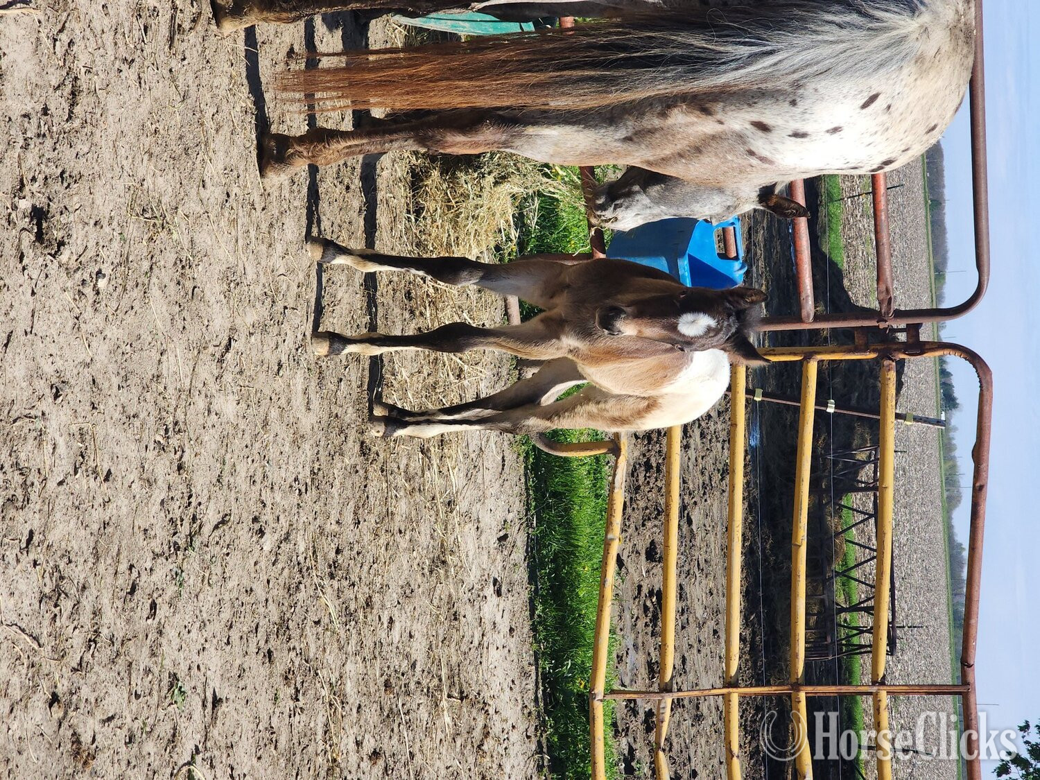 "2026 colt" Bay Stallion POA in Illinois