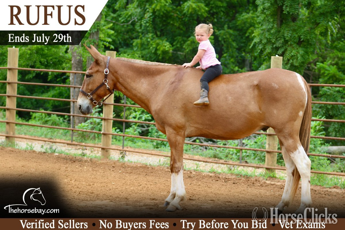 "Rufus" Sorrel Gelding Mule in Kentucky