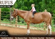 "Rufus" Sorrel Gelding Mule