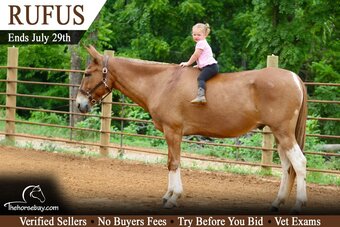 "Rufus" Sorrel Gelding Mule