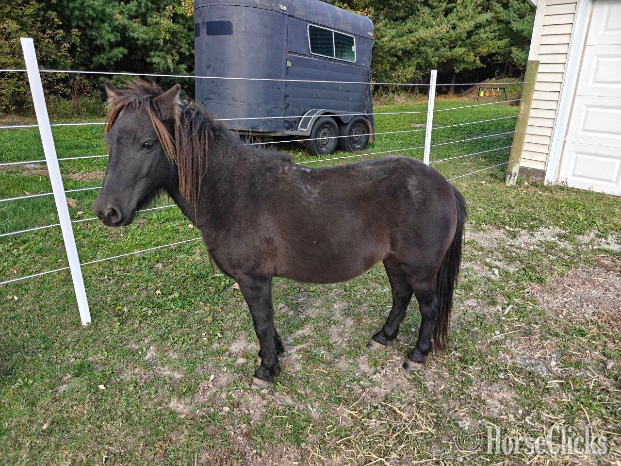 "Zara" Brown Mare Pony