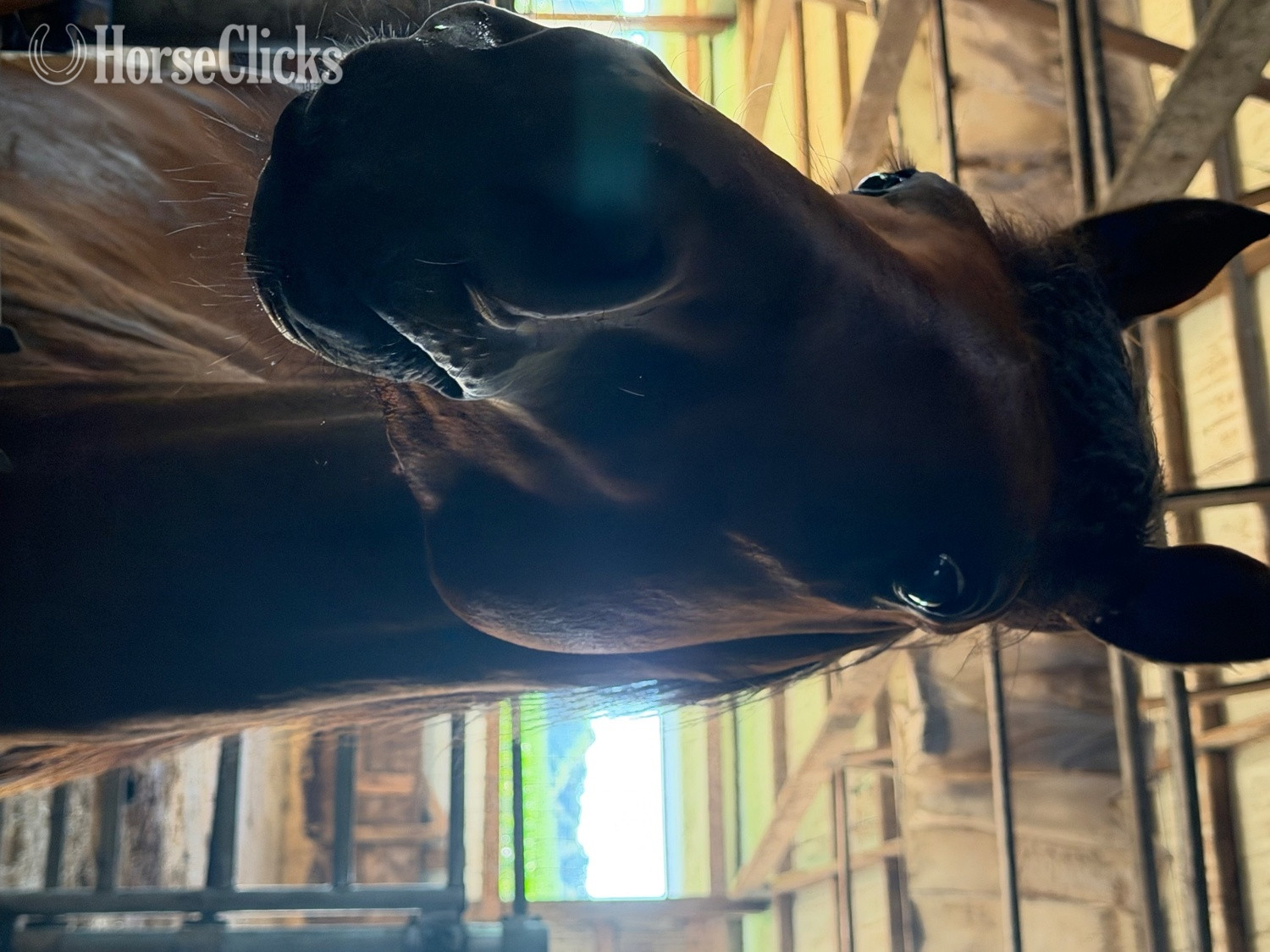 "Vino " Bay Gelding Thoroughbred in Wisconsin