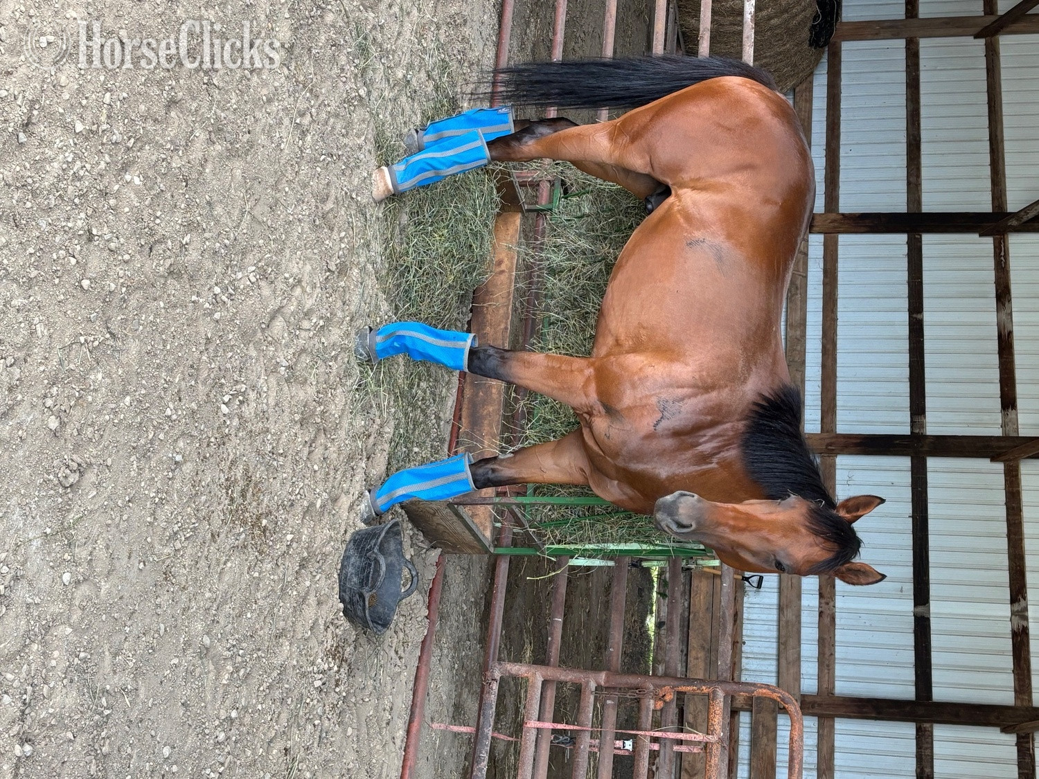 "Vino " Bay Gelding Thoroughbred