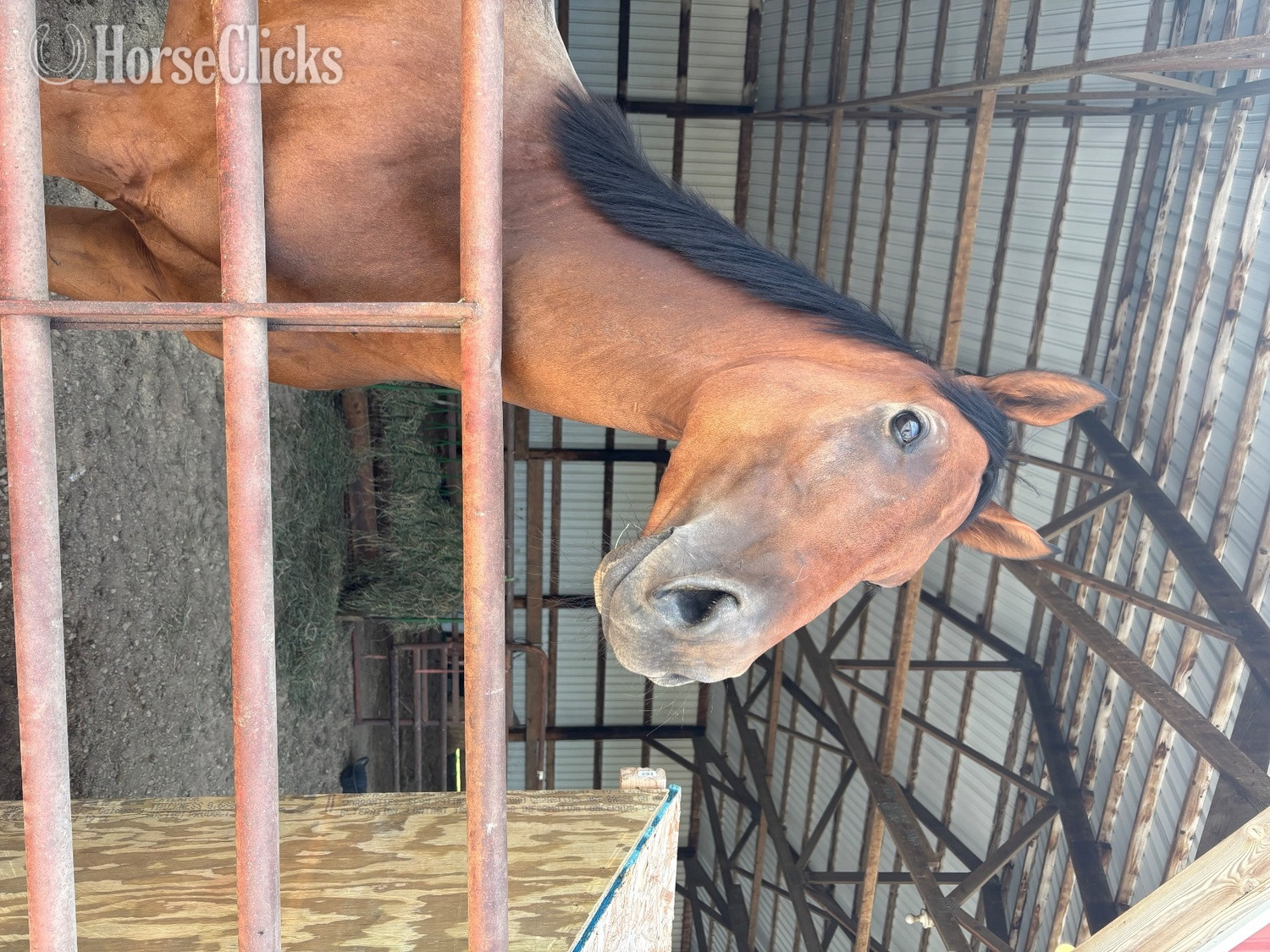 Wisconsin "Vino " Bay Gelding Thoroughbred