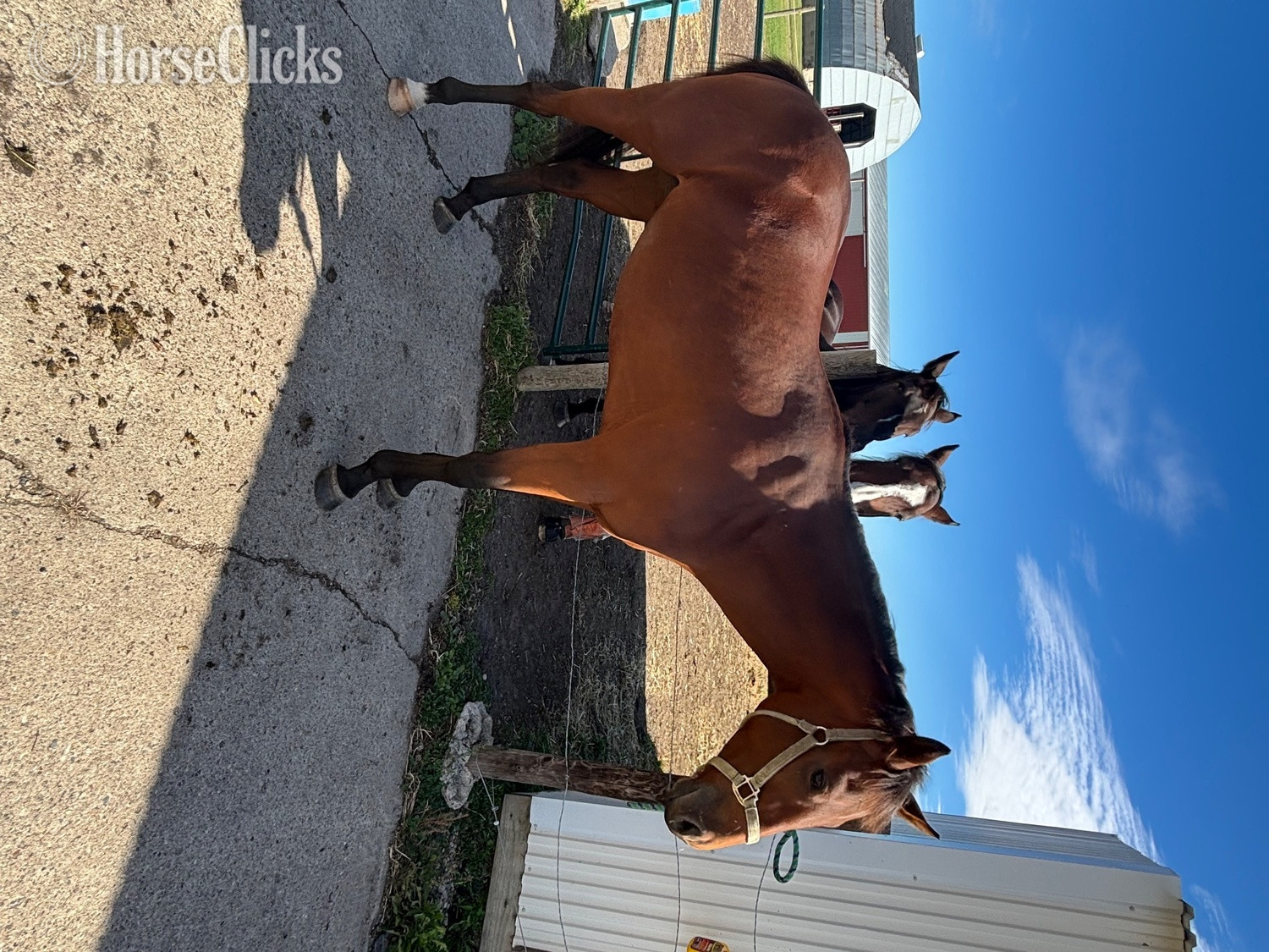 "Vino " Bay Gelding Thoroughbred - Thoroughbred in Wisconsin