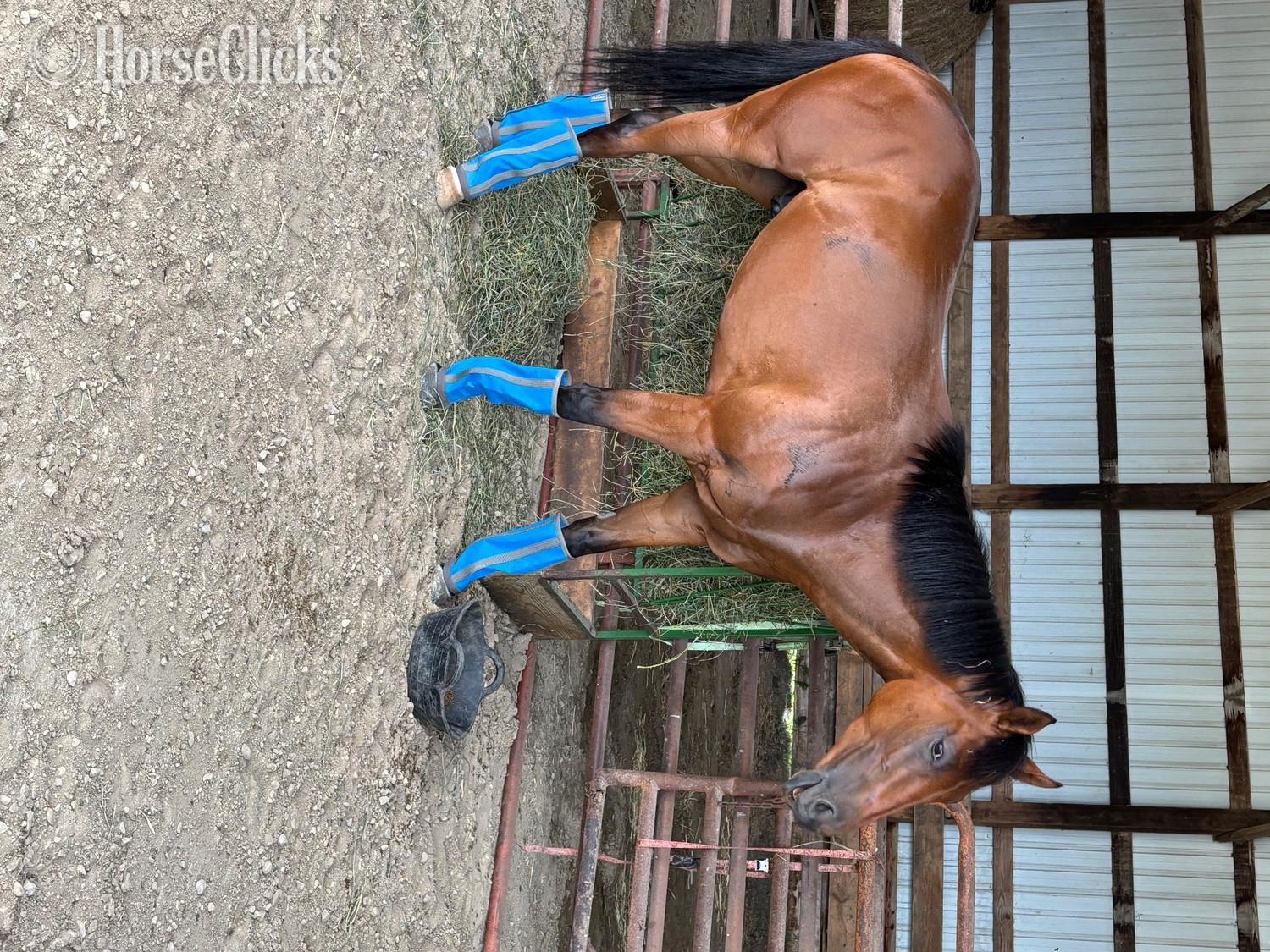 "Vino " Bay Gelding Thoroughbred - Thoroughbred