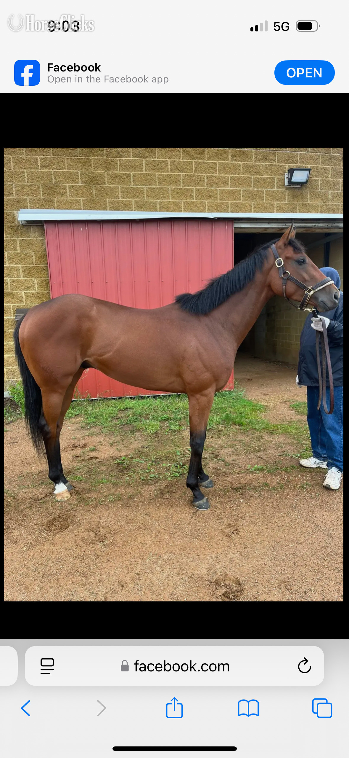 "Vino " Bay Gelding Thoroughbred Wisconsin