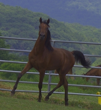 "Aragon pma" Bay Stallion Arabian